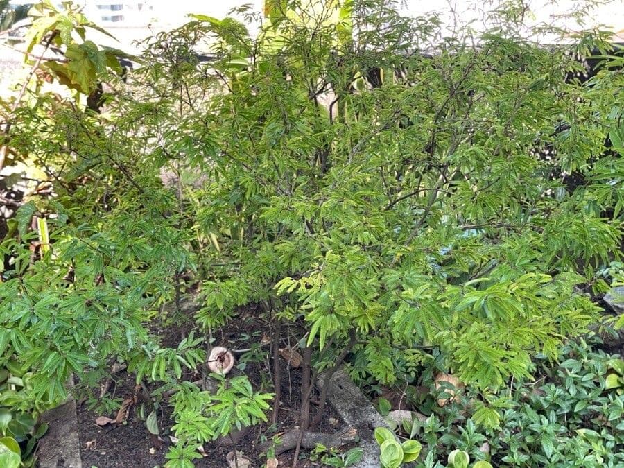 Calliandra di Tweed 10