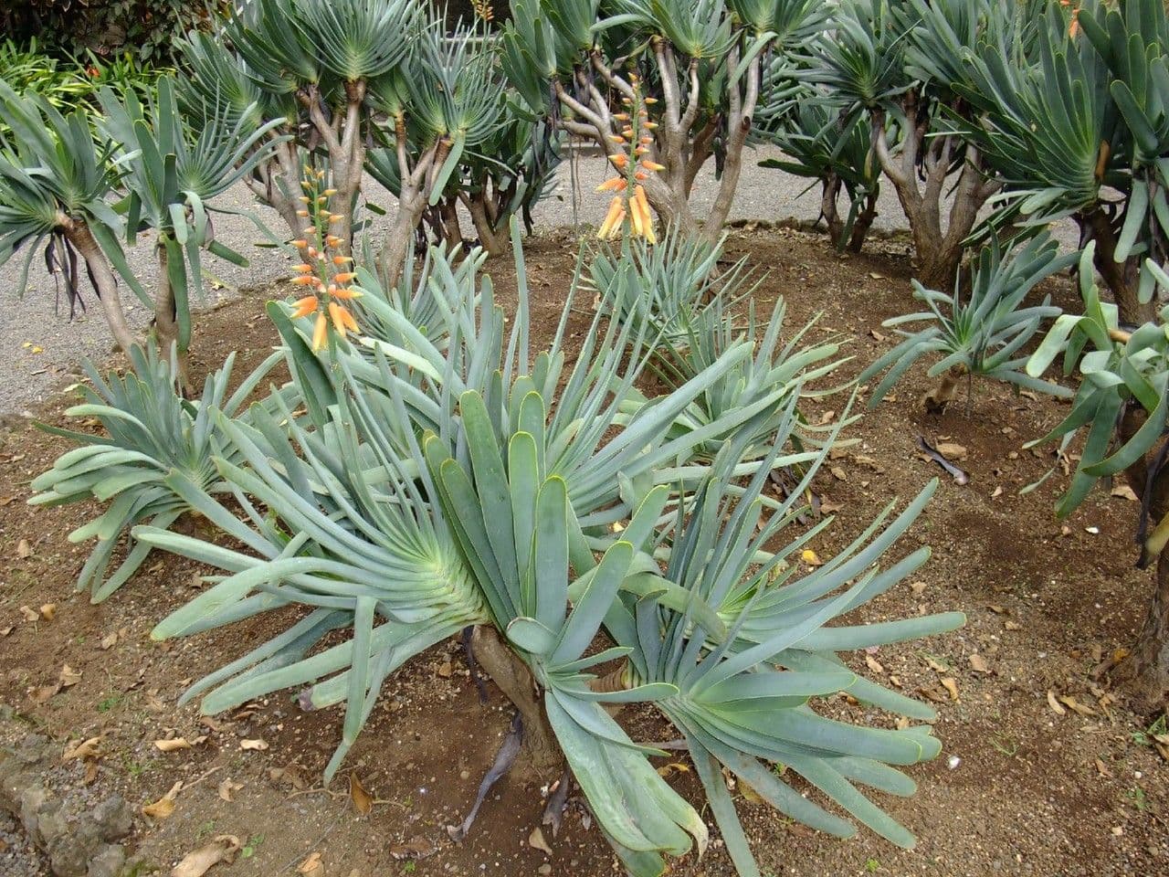 Kumara 10