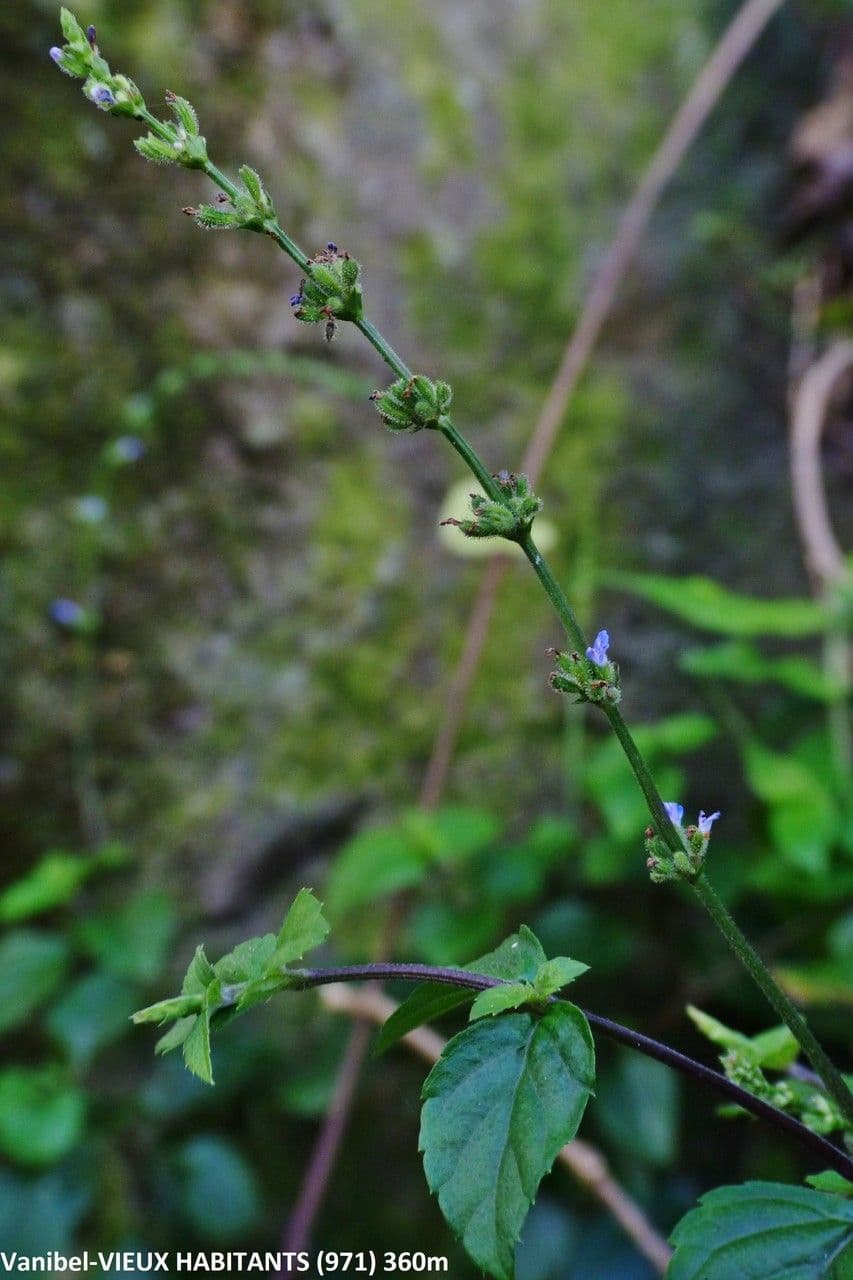 Salvia 5
