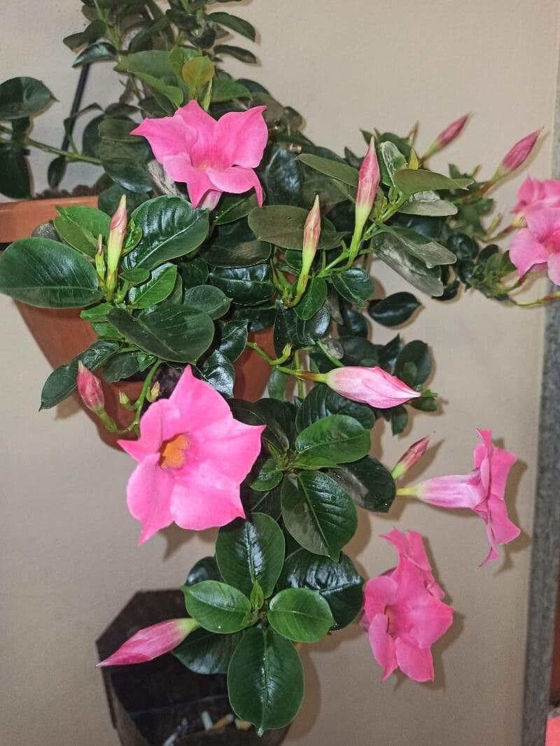Chilenischer Jasmin 25
