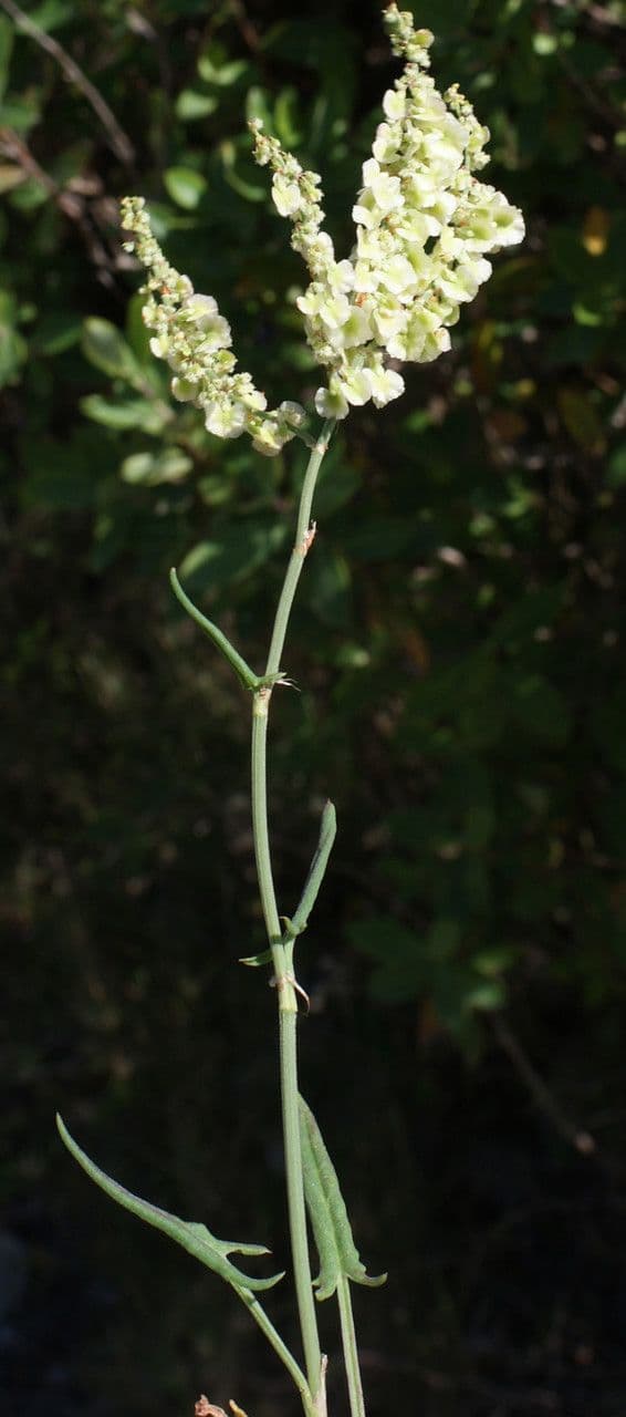Rumex 13