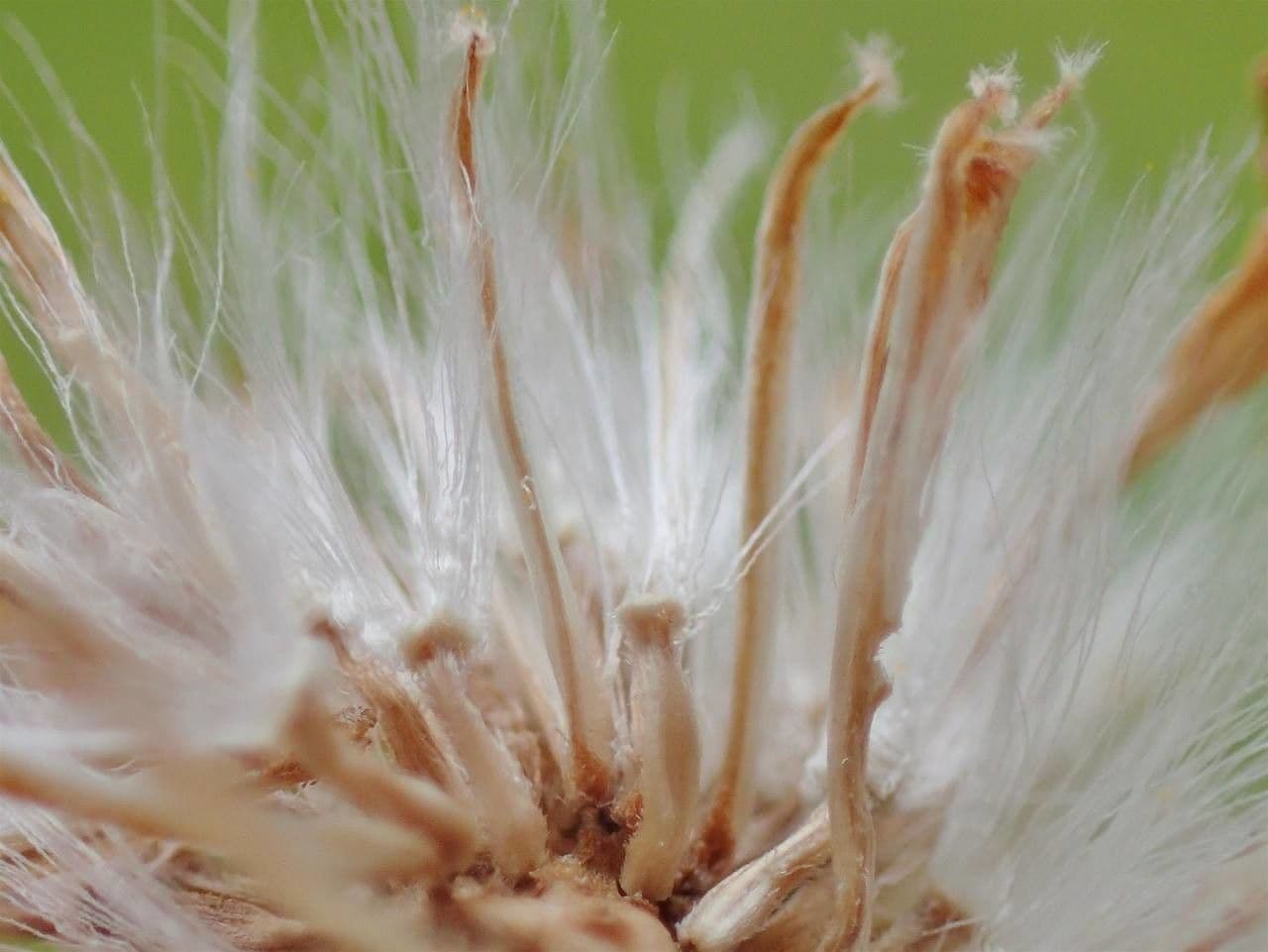 Schmutziges Greiskraut 2