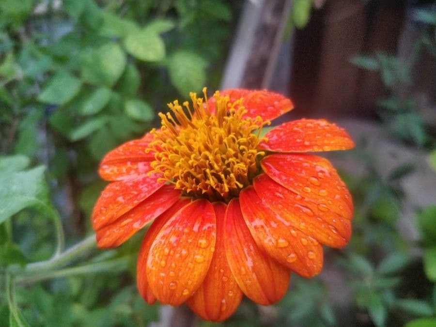 Tithonia rotundifolia 8