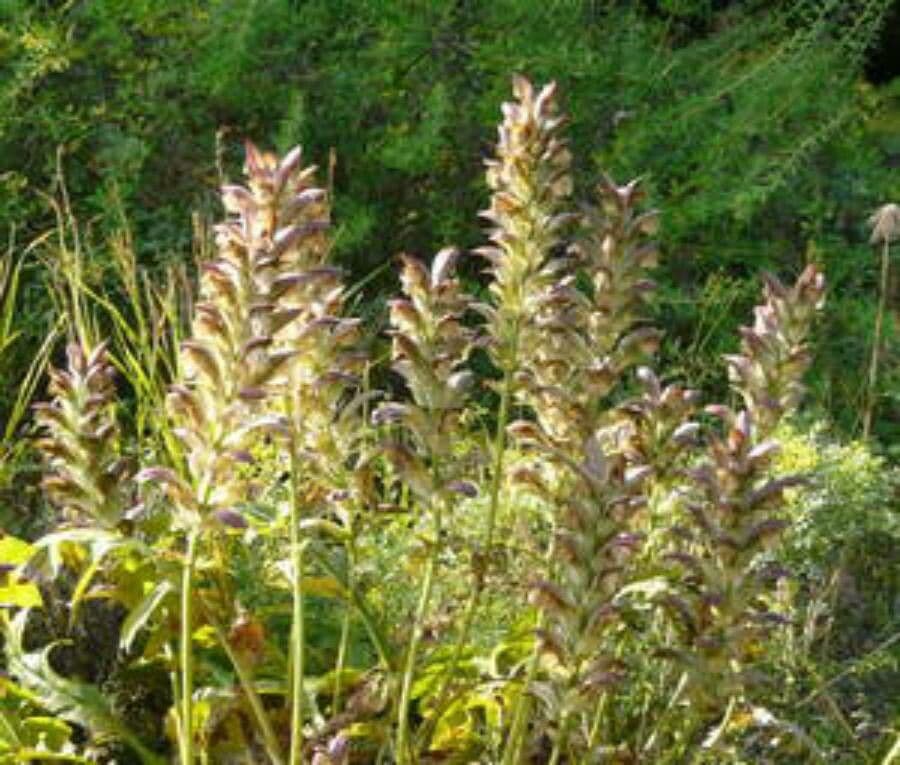 Acanto húngaro 15