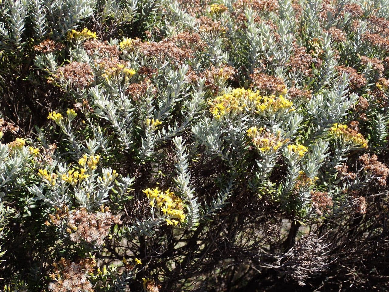 Hubertia 15