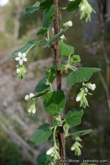 Ribes senza odore 7