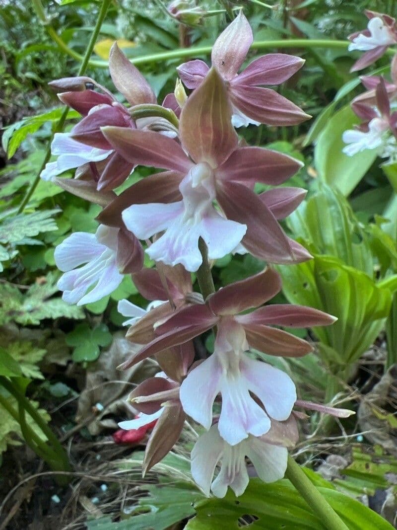 Calanthe d'Autunno 3