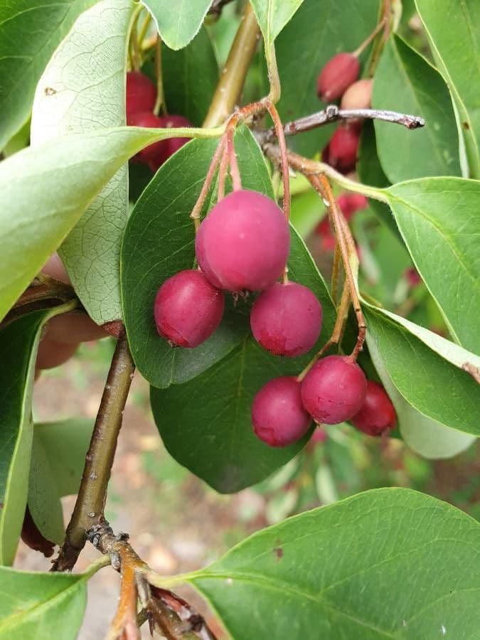 Cotoneaster 3