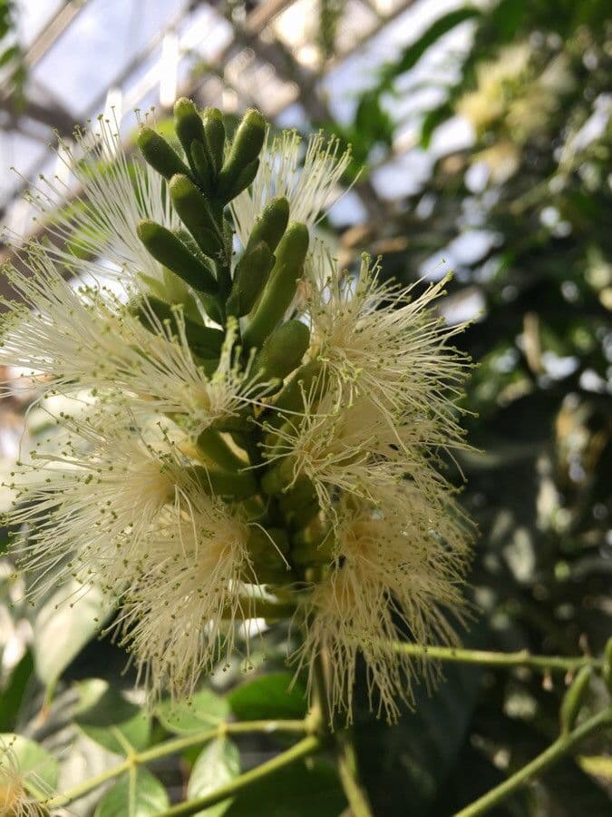 Alokazuarina torulosa