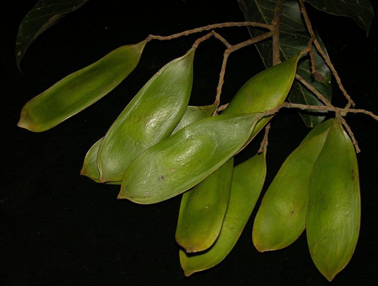 Tachigali
