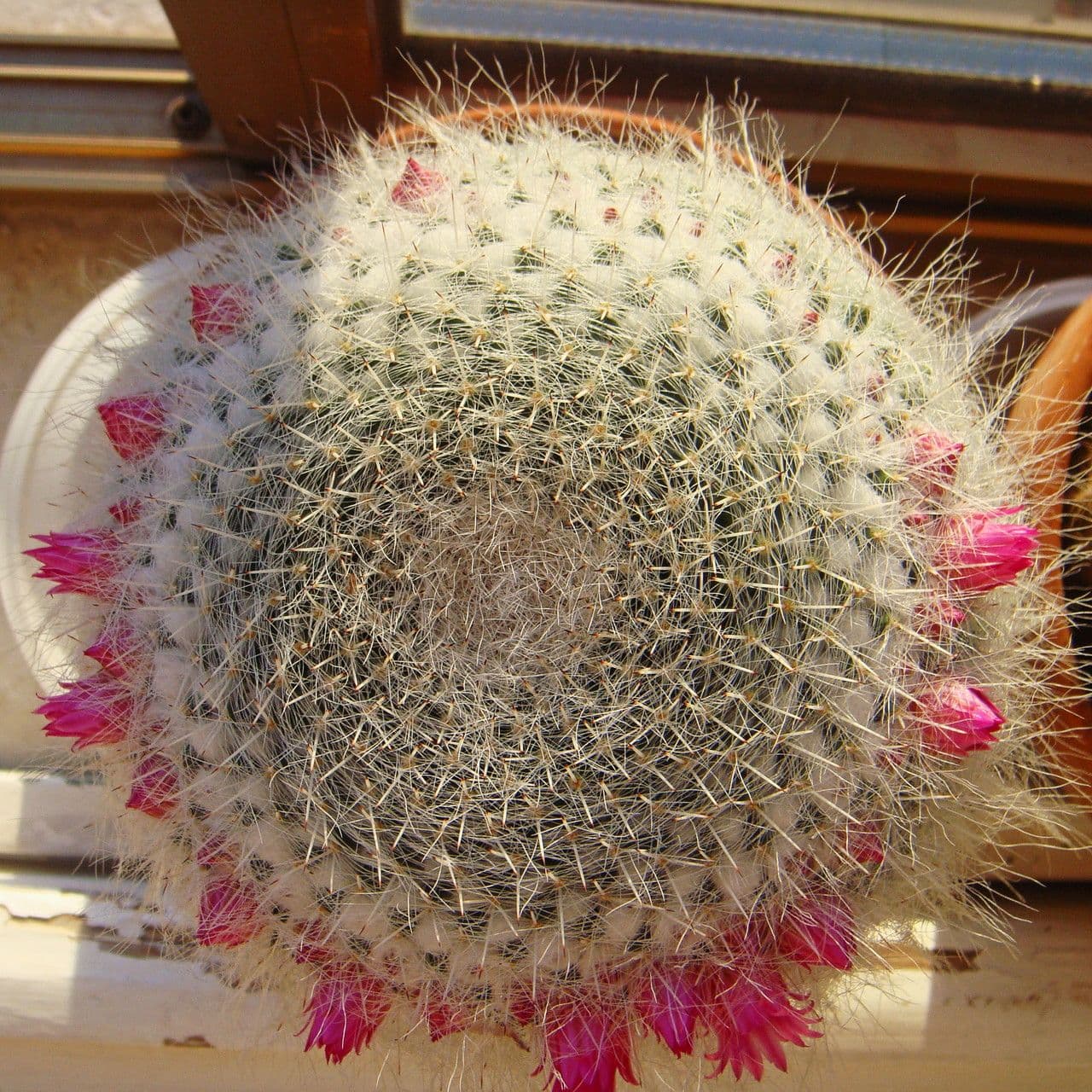 Cuscino della suocera 6