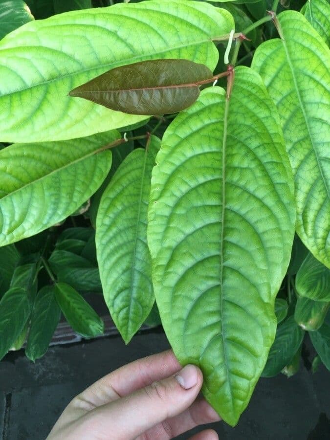 Baum-Pfeffer 13