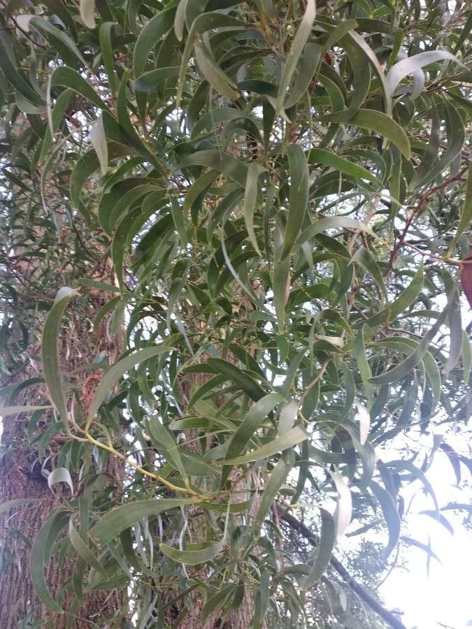 Acacia nera 15