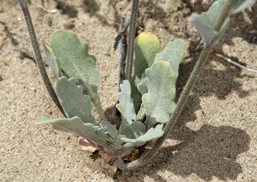 Dithyrea californica 14