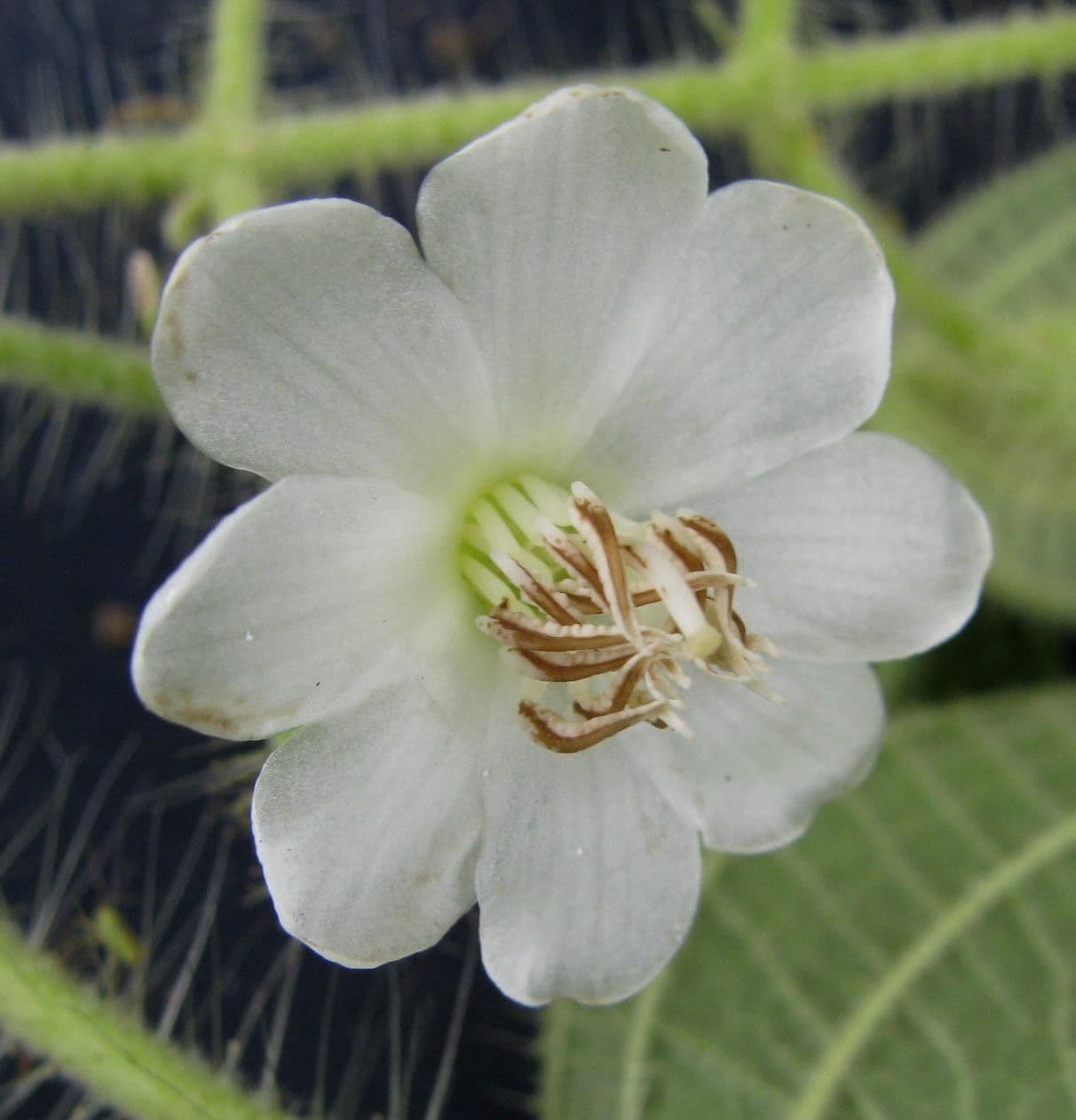 Clidemia octona