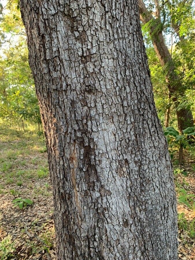 Quercia 19