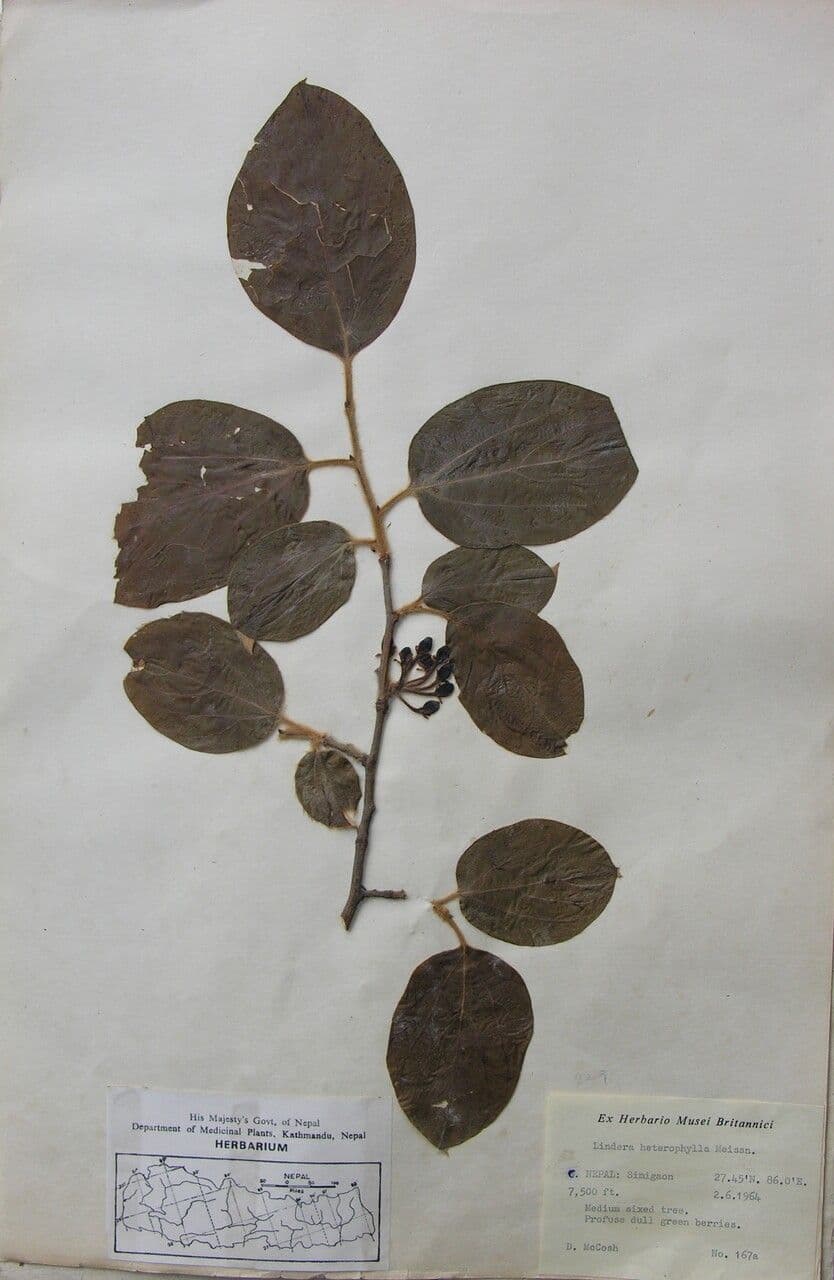 Lindera obtusiloba 16