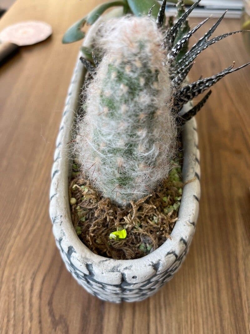 Oreocereus