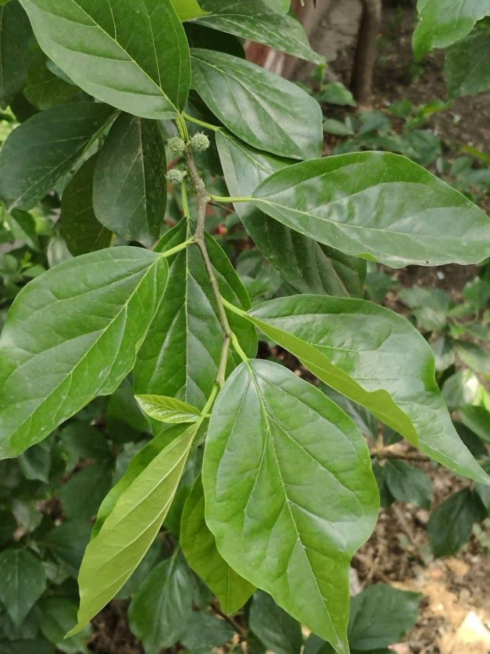 Gelso cinese 7