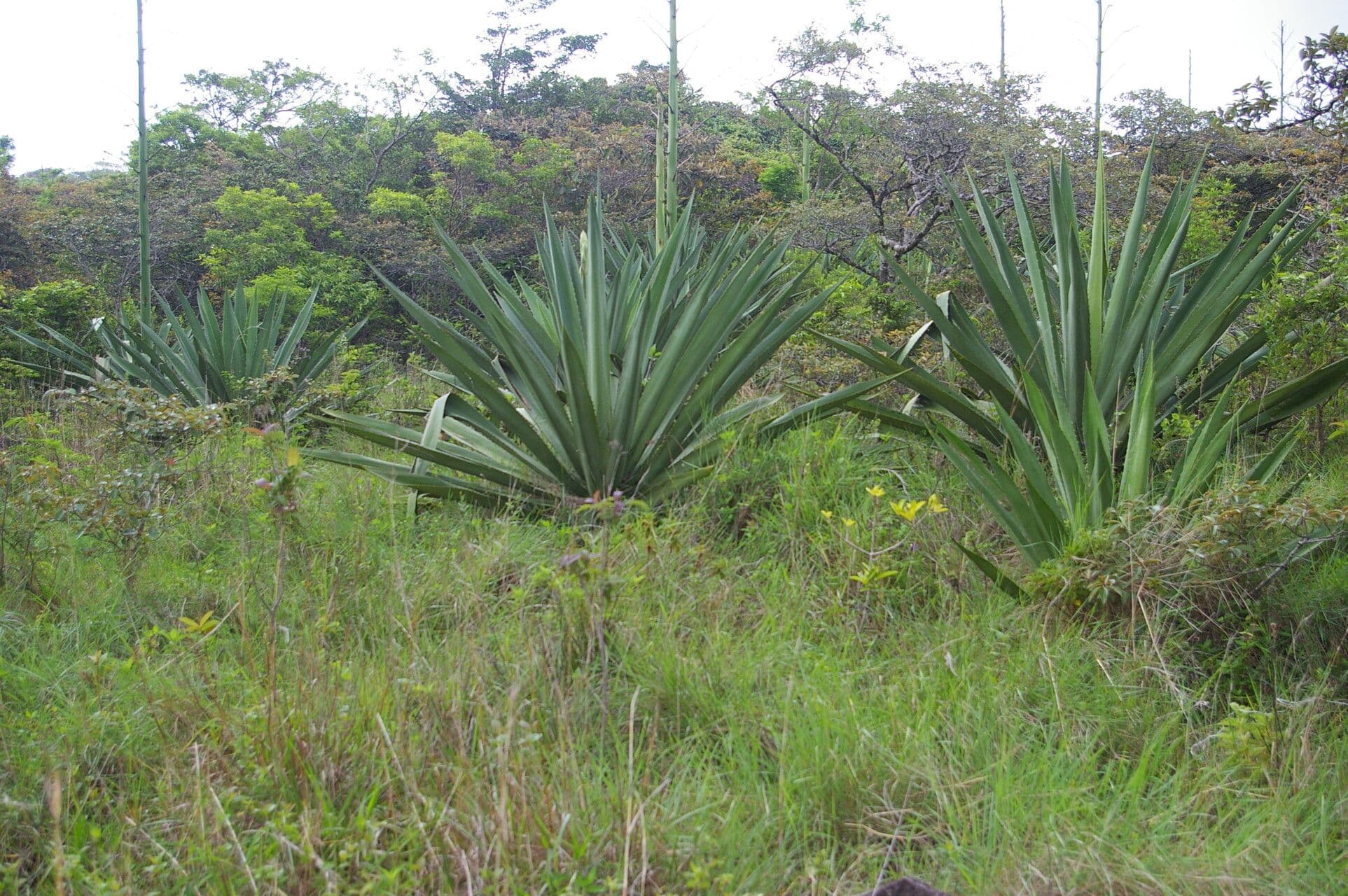 Agave 3