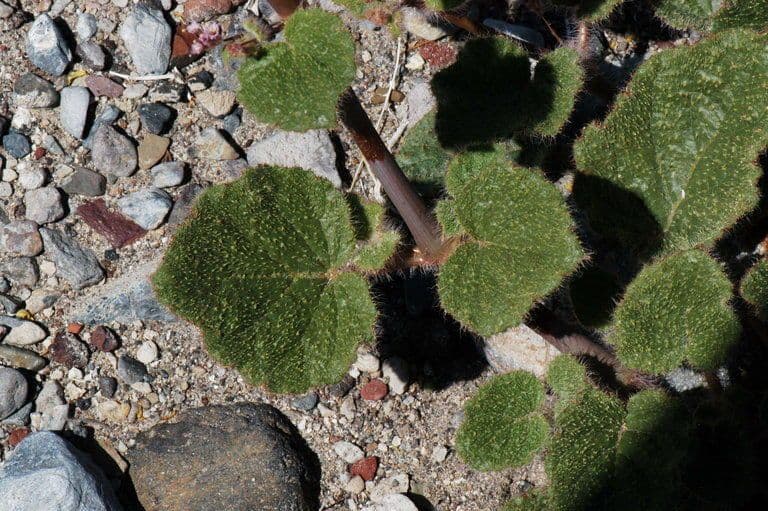 Anulocaulis 16
