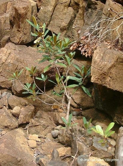 Acridocarpus 11