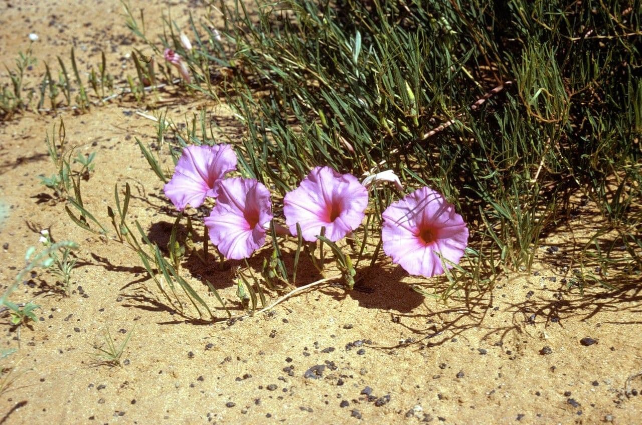 Ipomoea arbustiva 7