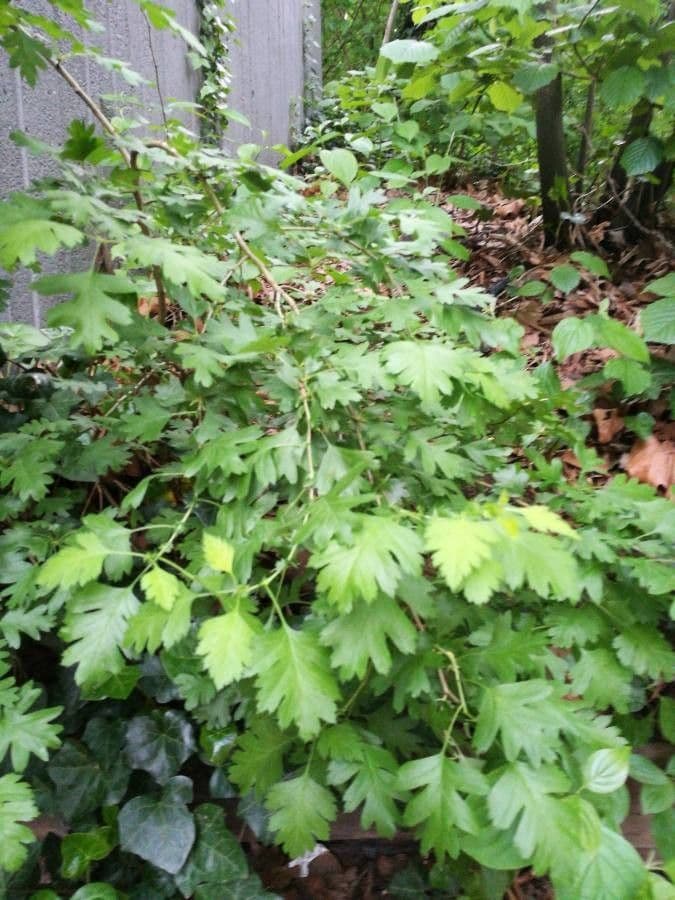 Ribes lacustre 19