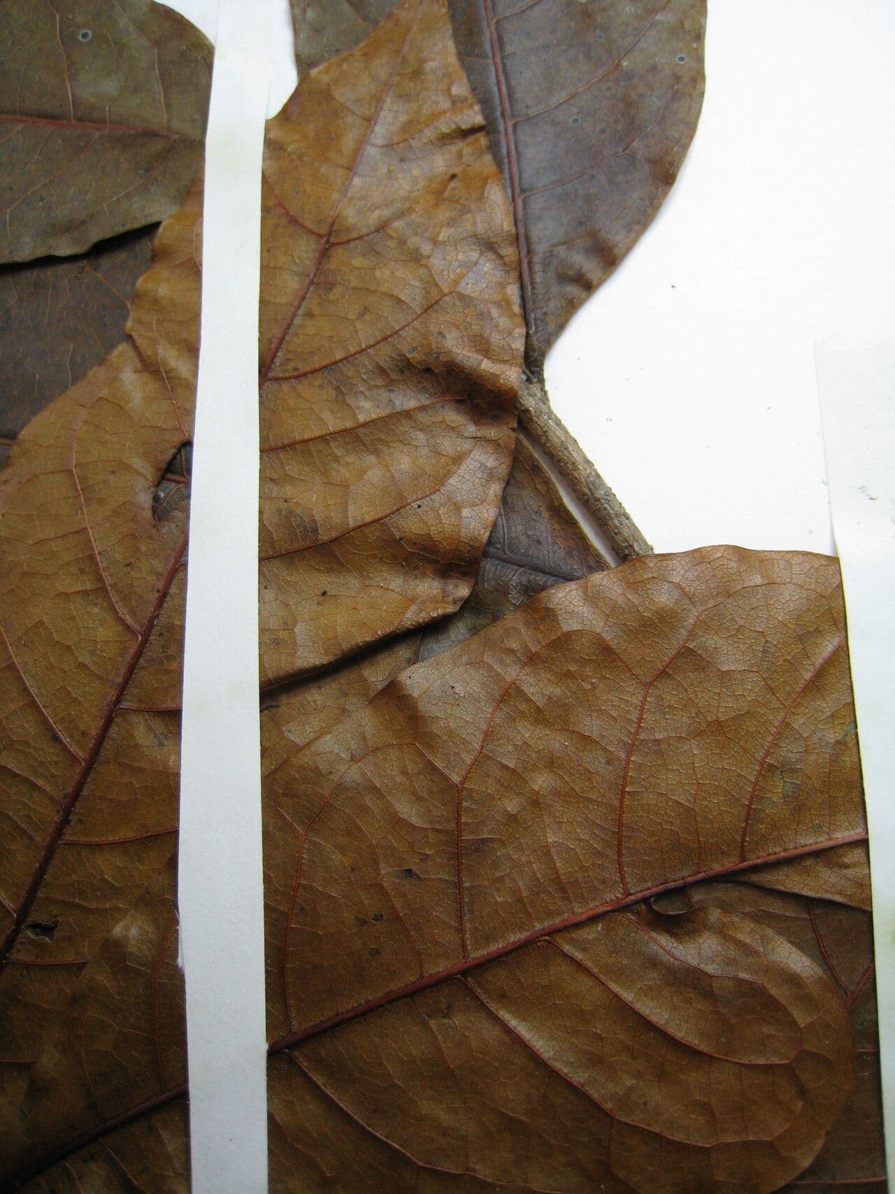 Hirtella 2