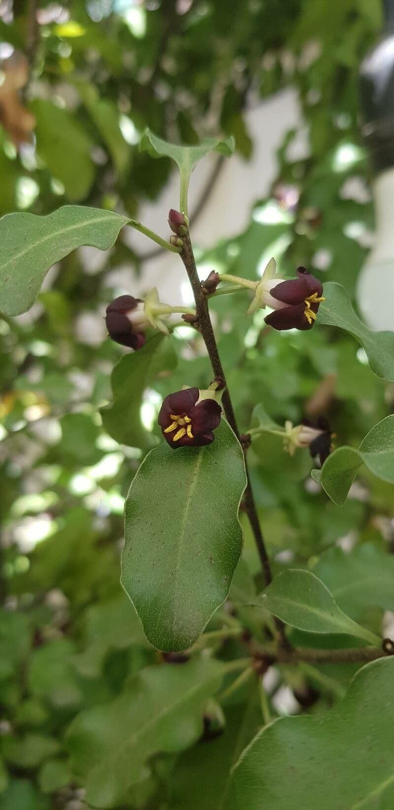 Kriechmyrte 7