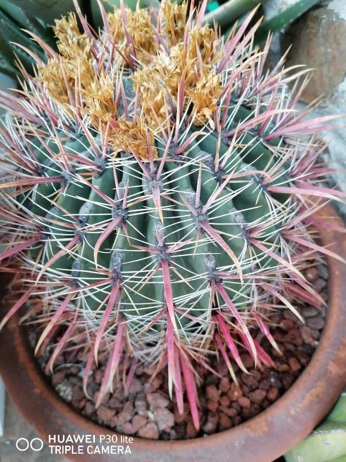 Feroctus 3