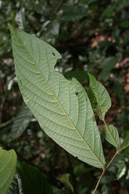 Cordia 2