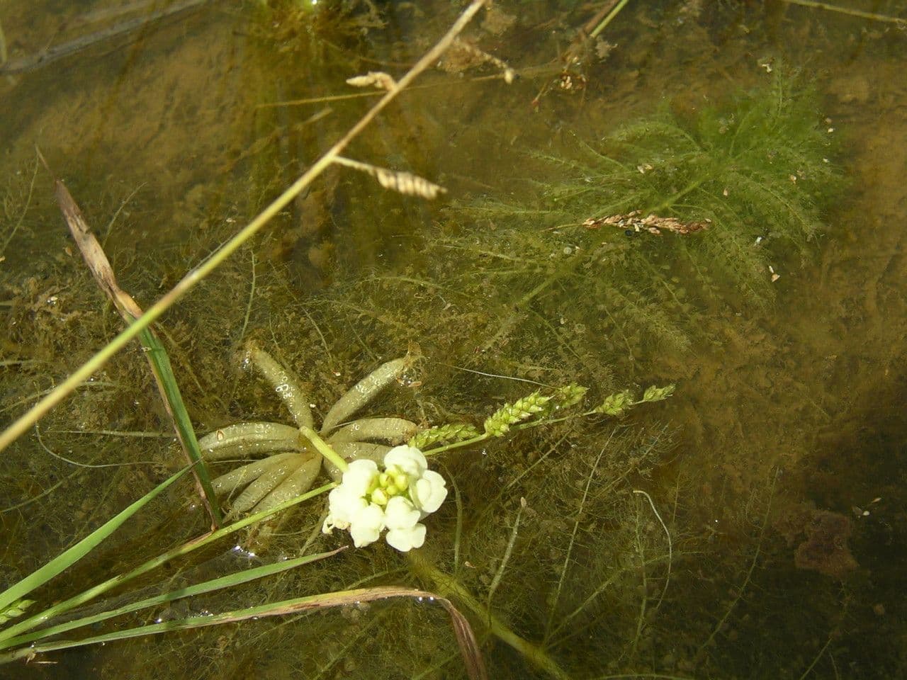 Utricularia inflexa 3