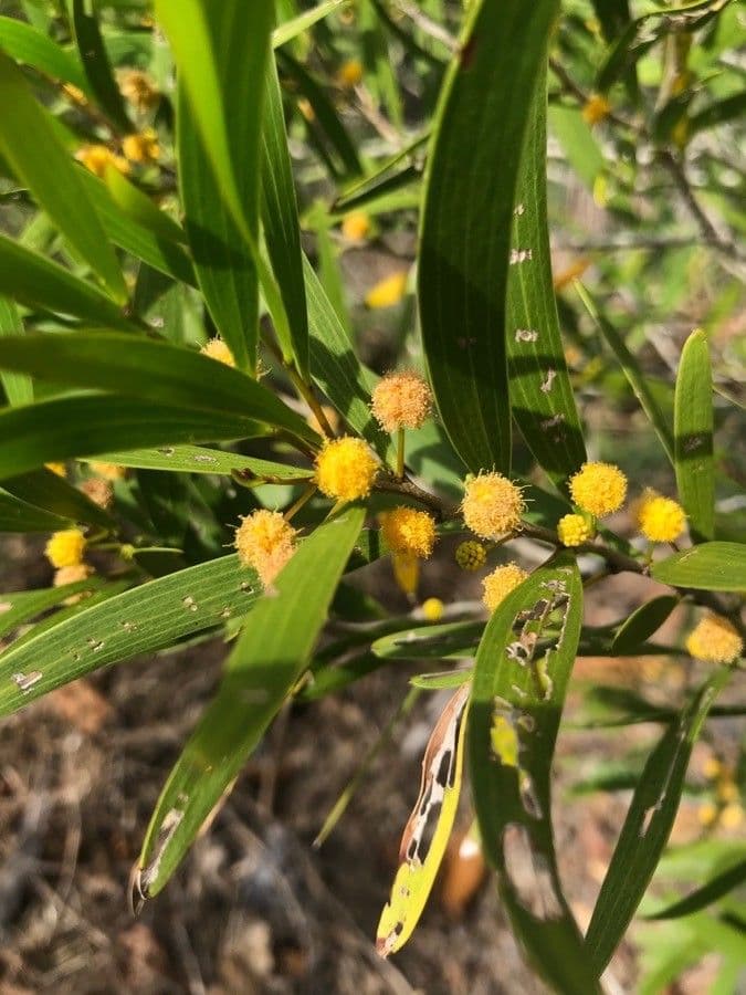Acacia Koaoha 2