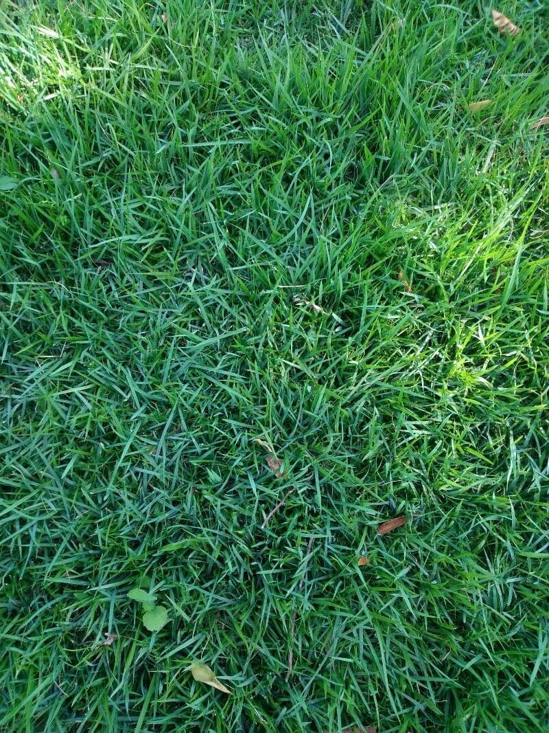 Zoysia 2