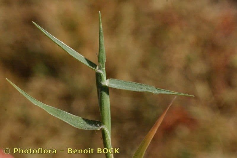 Crypsis schoenoides 21