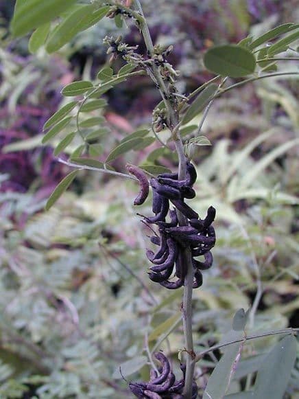 Indigofera 11