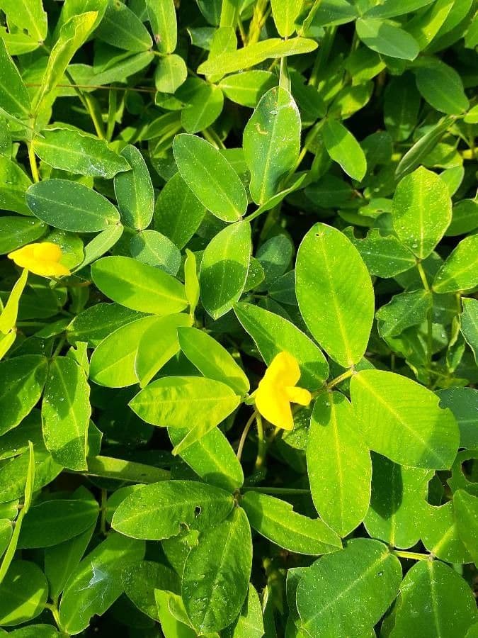 Arachis pintoi 5
