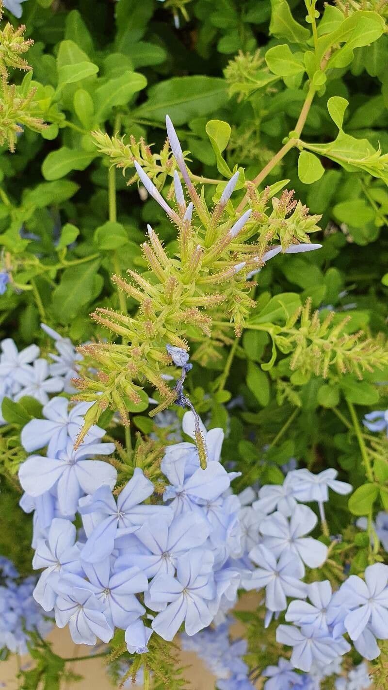 Plumbago auriculata 3