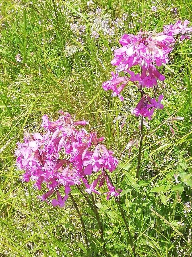 Smolnička alpská