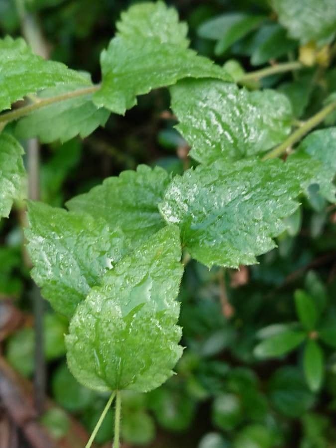 Baccharis 4