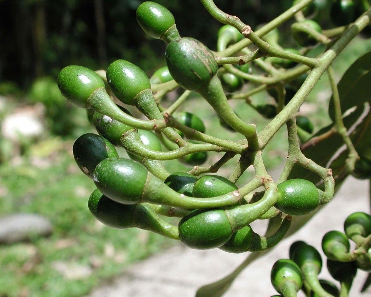 Nectandra 3