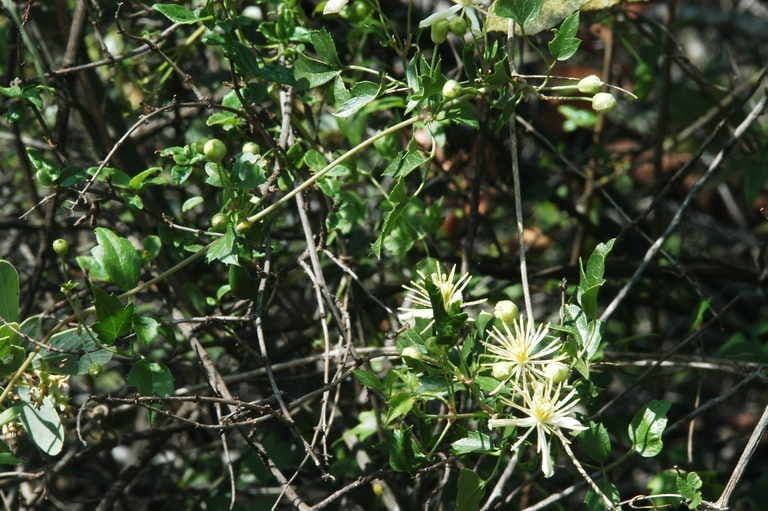 Clematide a pochi fiori 9