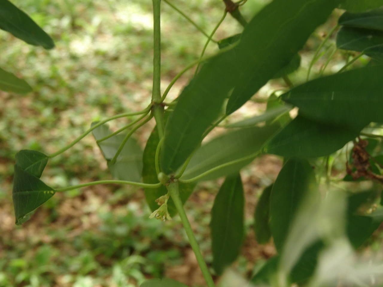 Pascuita 22