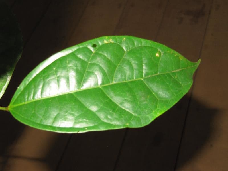 Glycydendron