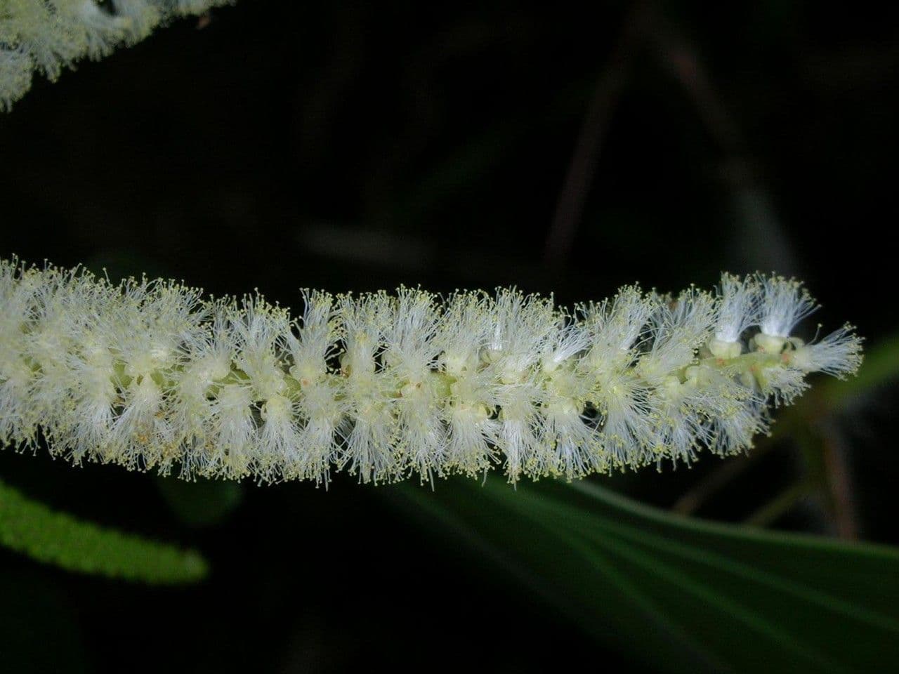 Akacja mangium 8