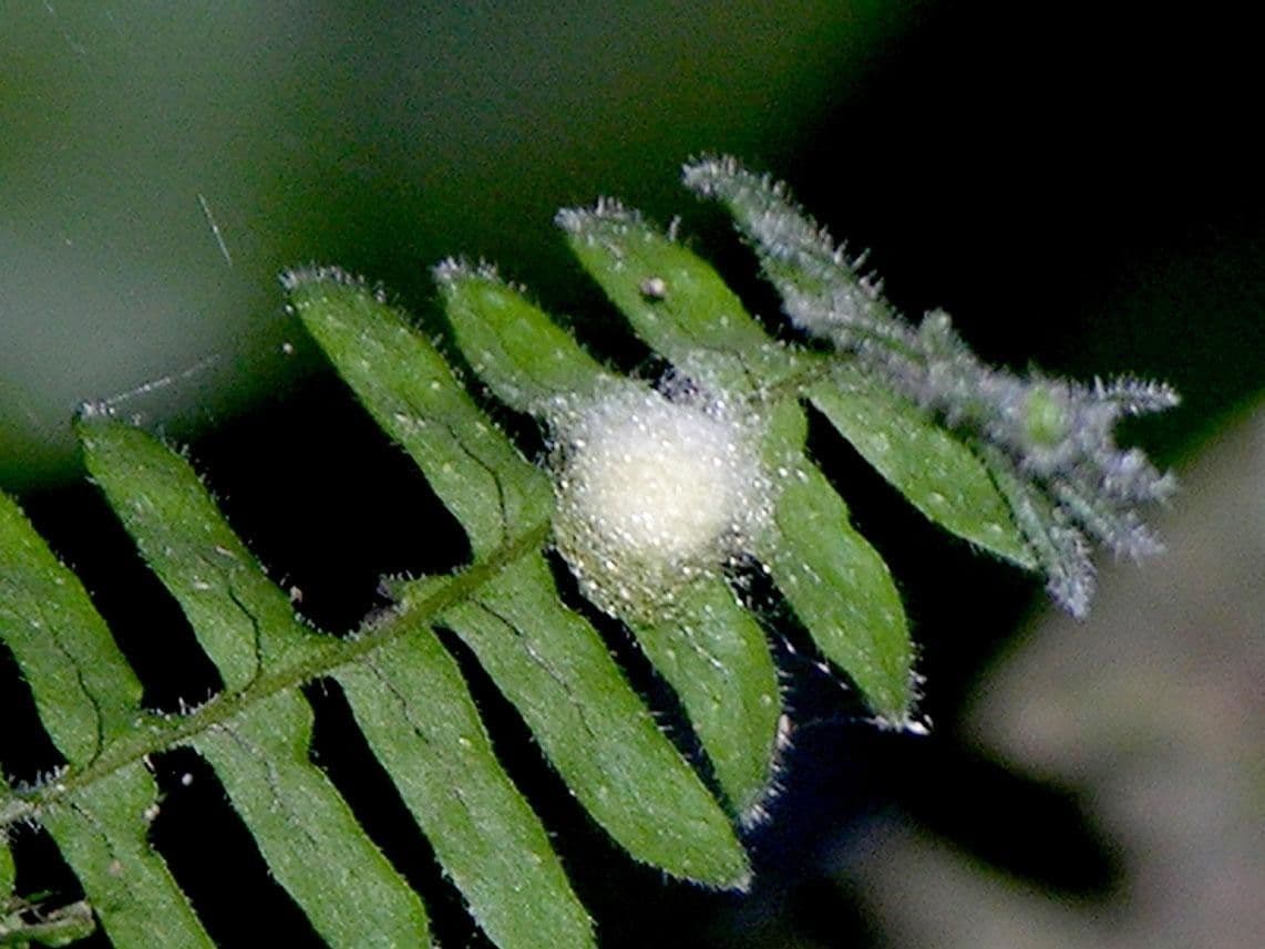 Pecluma 2