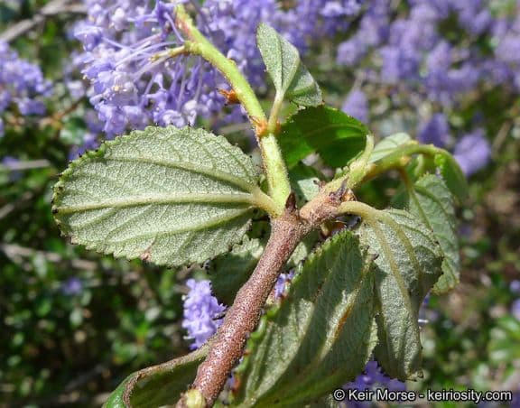 Ceanothus plstnatý 16