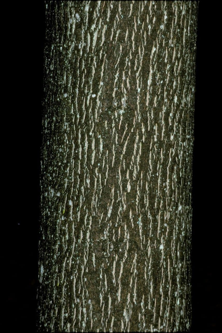 Bitter-Hickory 9