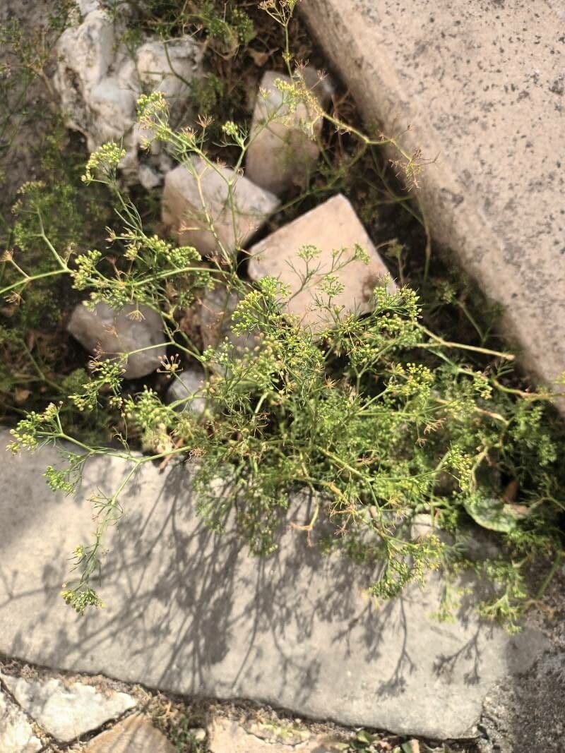 Ciclosperma 6